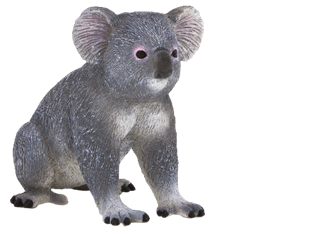 S.CENA Koala