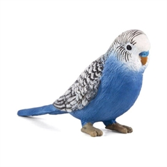 S.CENA Papuga falista niebieska