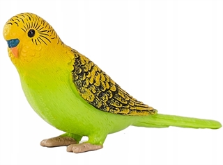 S.CENA Papuga falista zielona